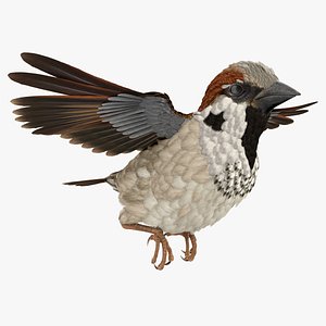 3D house sparrow rigged