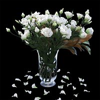 Eustoma 1