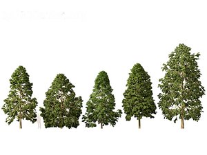 Metasequoia glyptostroboides - Dawn redwood 02