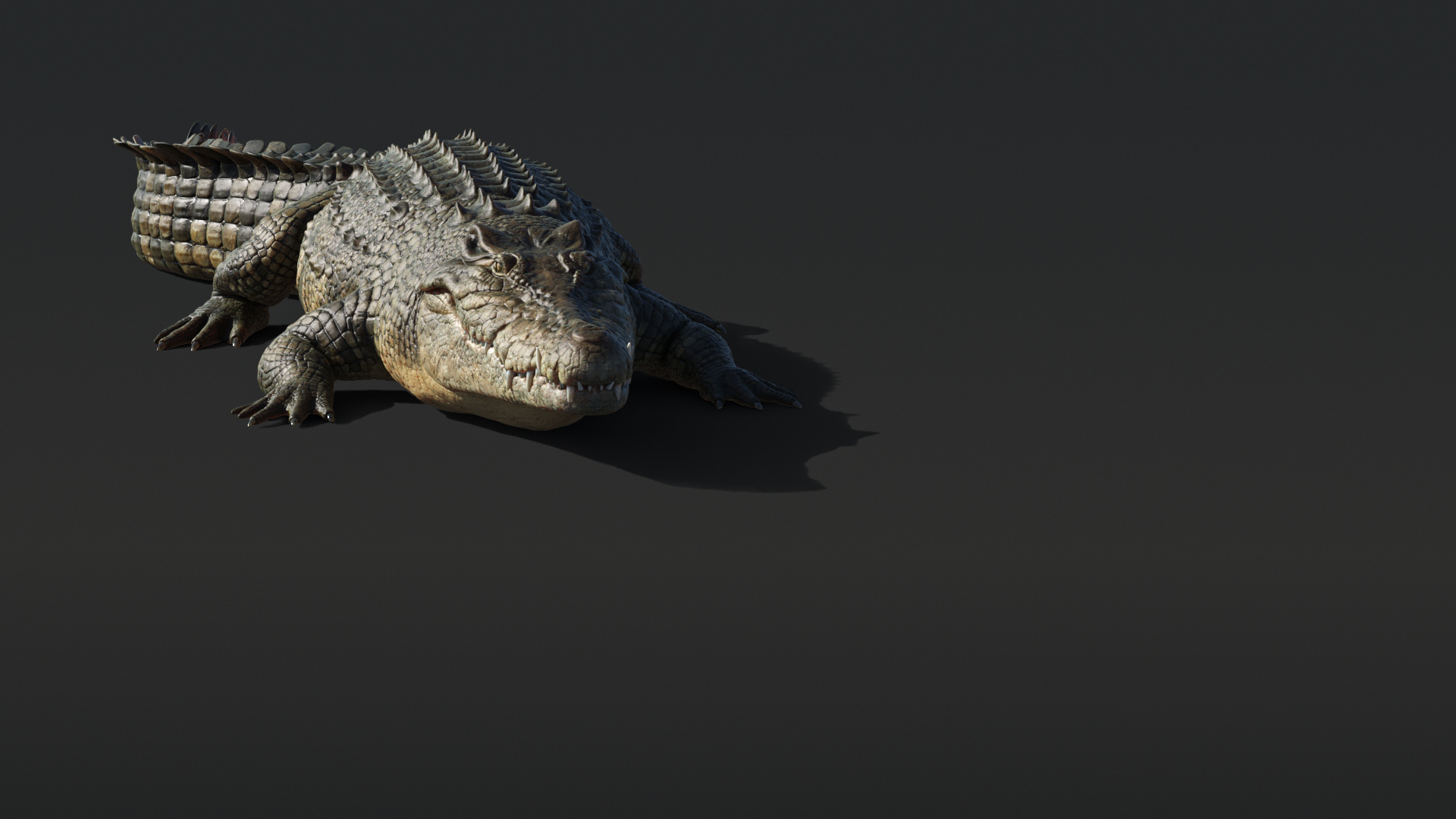 Saltwater Crocodile Animated model https://p.turbosquid.com/ts-thumb/SX/eY1LvM/1f/crocodile/jpg/1674219811/1920x1080/turn_fit_q99/f0d6ab6daf474ed5249ad073eaf3d4a6d18f0650/crocodile-1.jpg