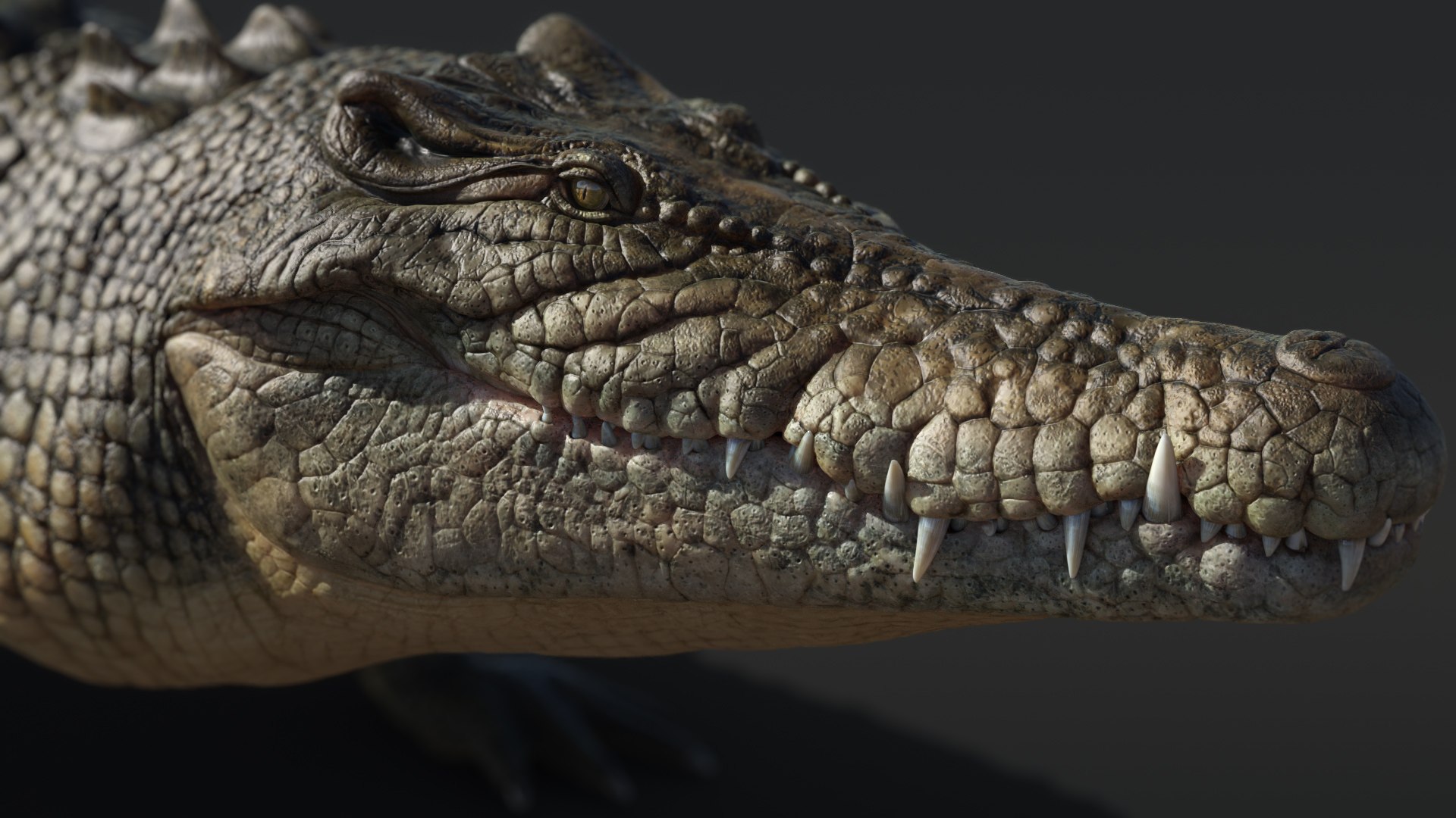 Saltwater Crocodile Animated model - TurboSquid 2016649