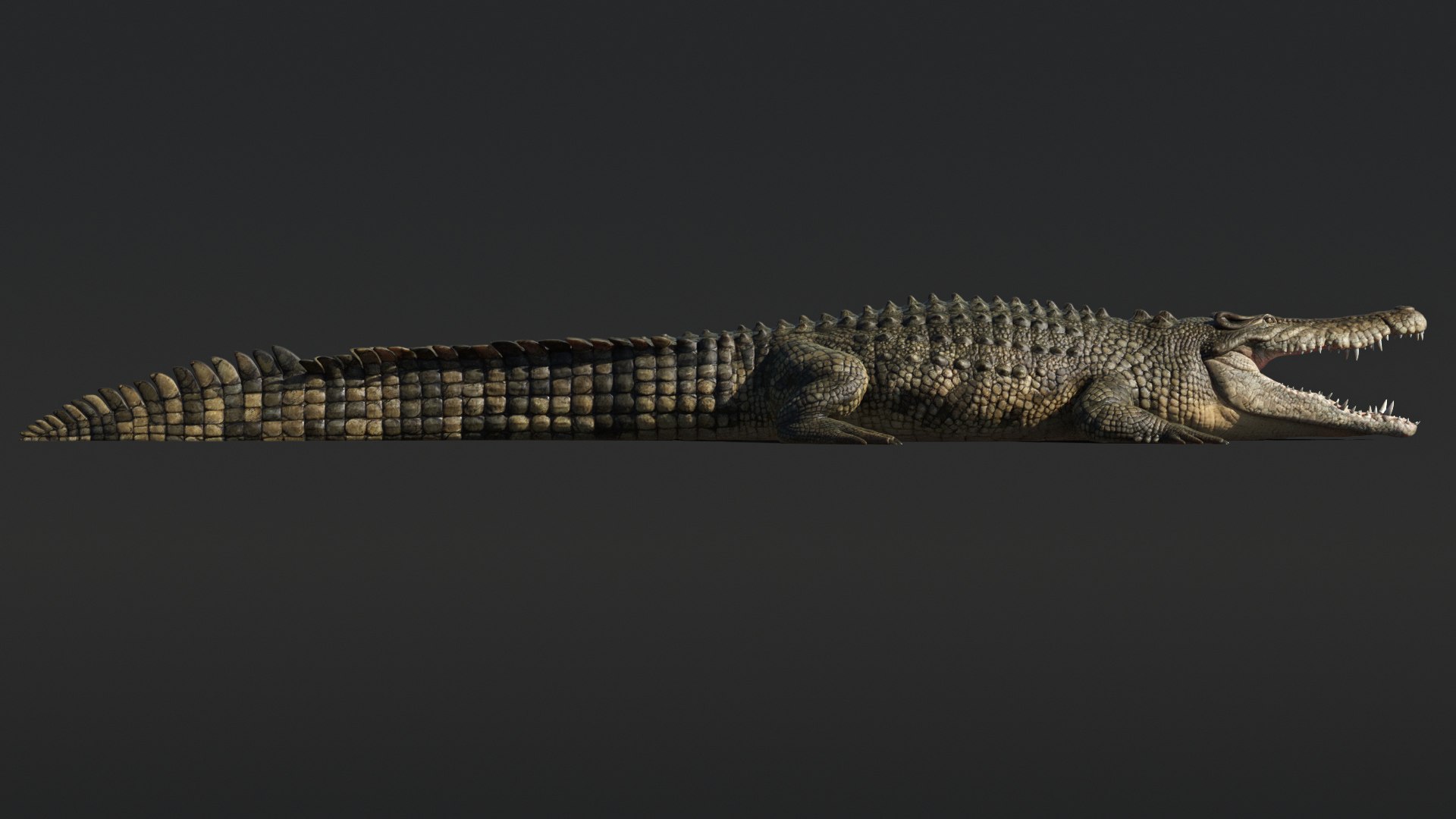 Saltwater Crocodile Animated model https://p.turbosquid.com/ts-thumb/SX/eY1LvM/7g/crocodile_00589/jpg/1674221192/1920x1080/fit_q87/9e6a35fd83eec51aedeb5a1d3f1609243e6d226b/crocodile_00589.jpg