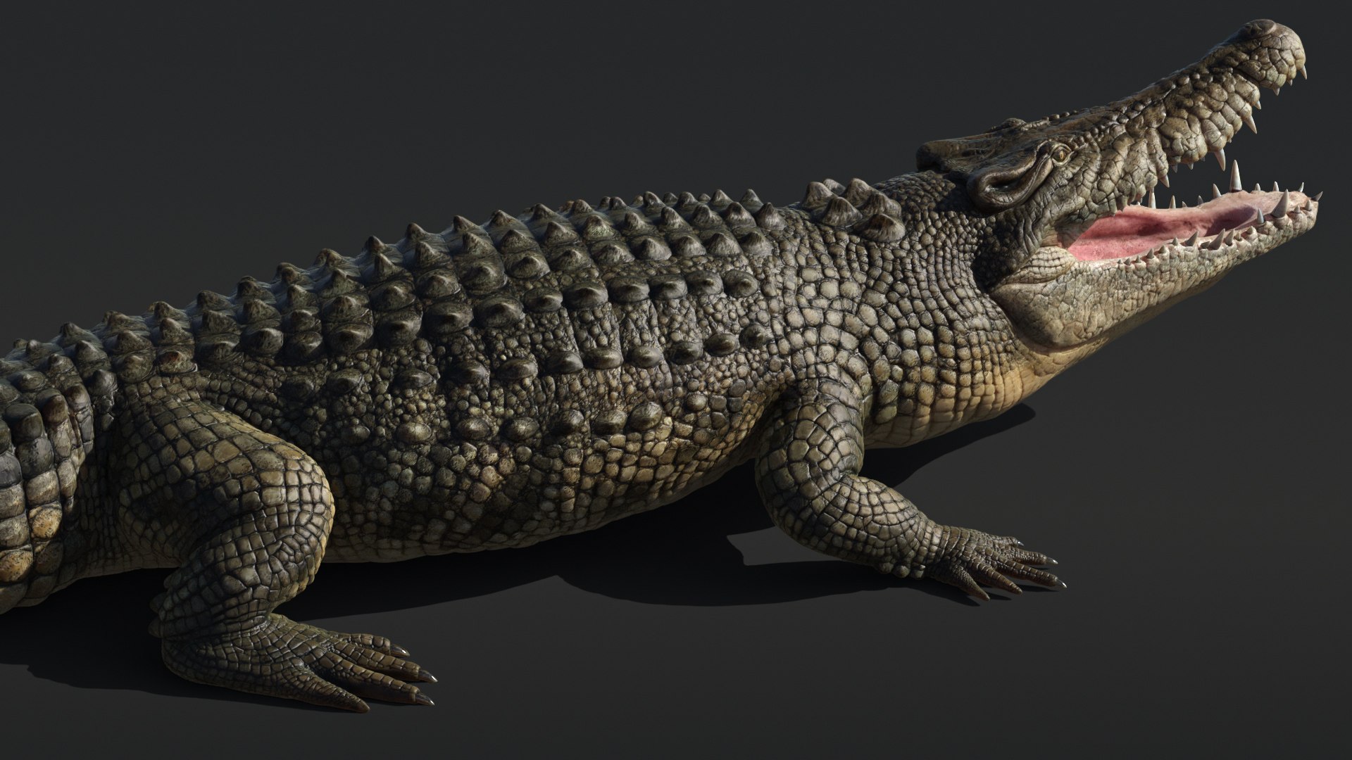Saltwater Crocodile Animated model https://p.turbosquid.com/ts-thumb/SX/eY1LvM/Av/crocodile_00578/jpg/1674221187/1920x1080/fit_q87/468fe9ddca0a5df685de8dfd2fa323a426e1df05/crocodile_00578.jpg