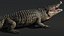 Saltwater Crocodile Animated