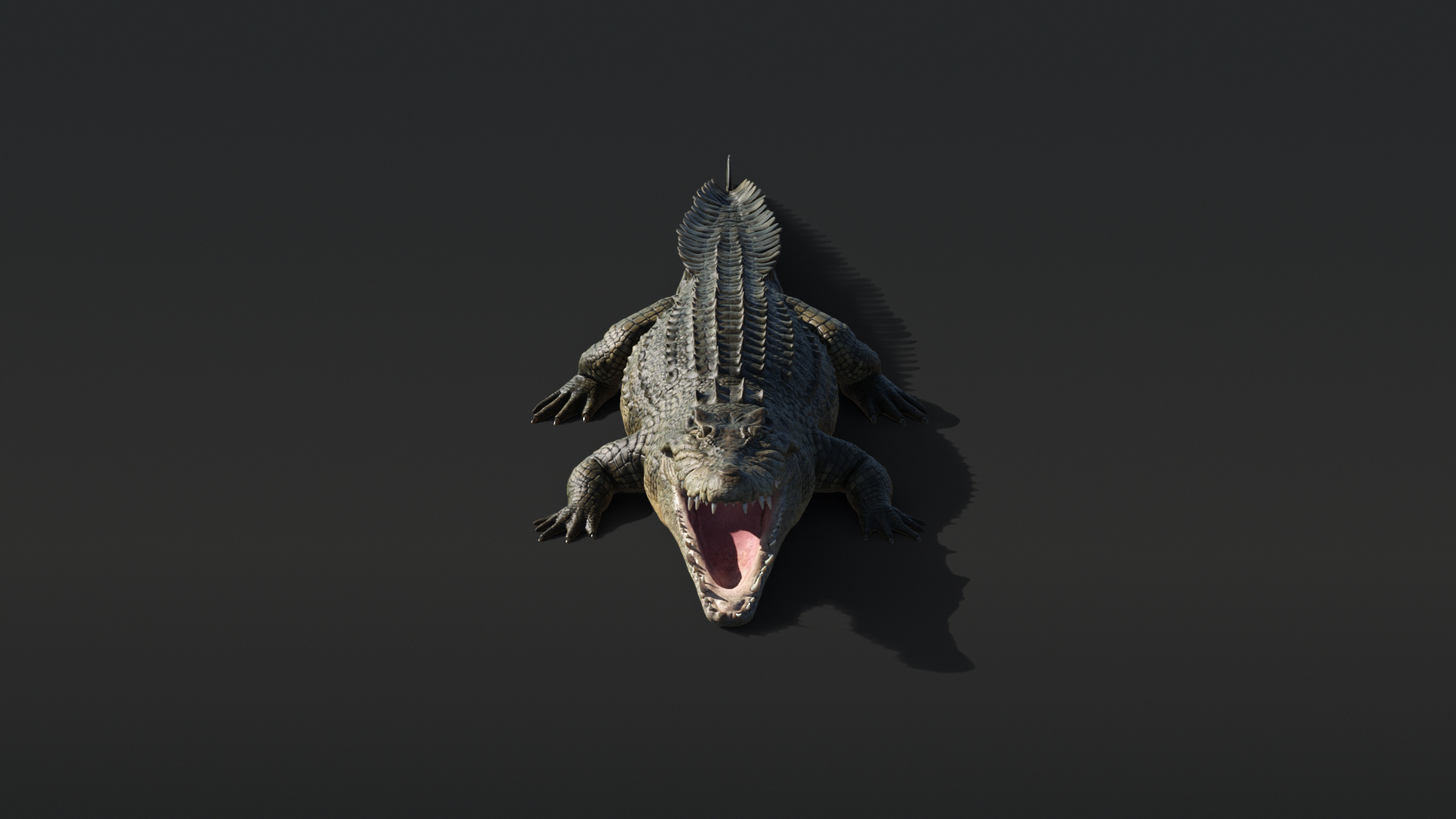 Saltwater Crocodile Animated model https://p.turbosquid.com/ts-thumb/SX/eY1LvM/Cb/crocodile/jpg/1674219644/1920x1080/turn_fit_q99/d78767d027523c29151987903f5b79931d3ba8ff/crocodile-1.jpg