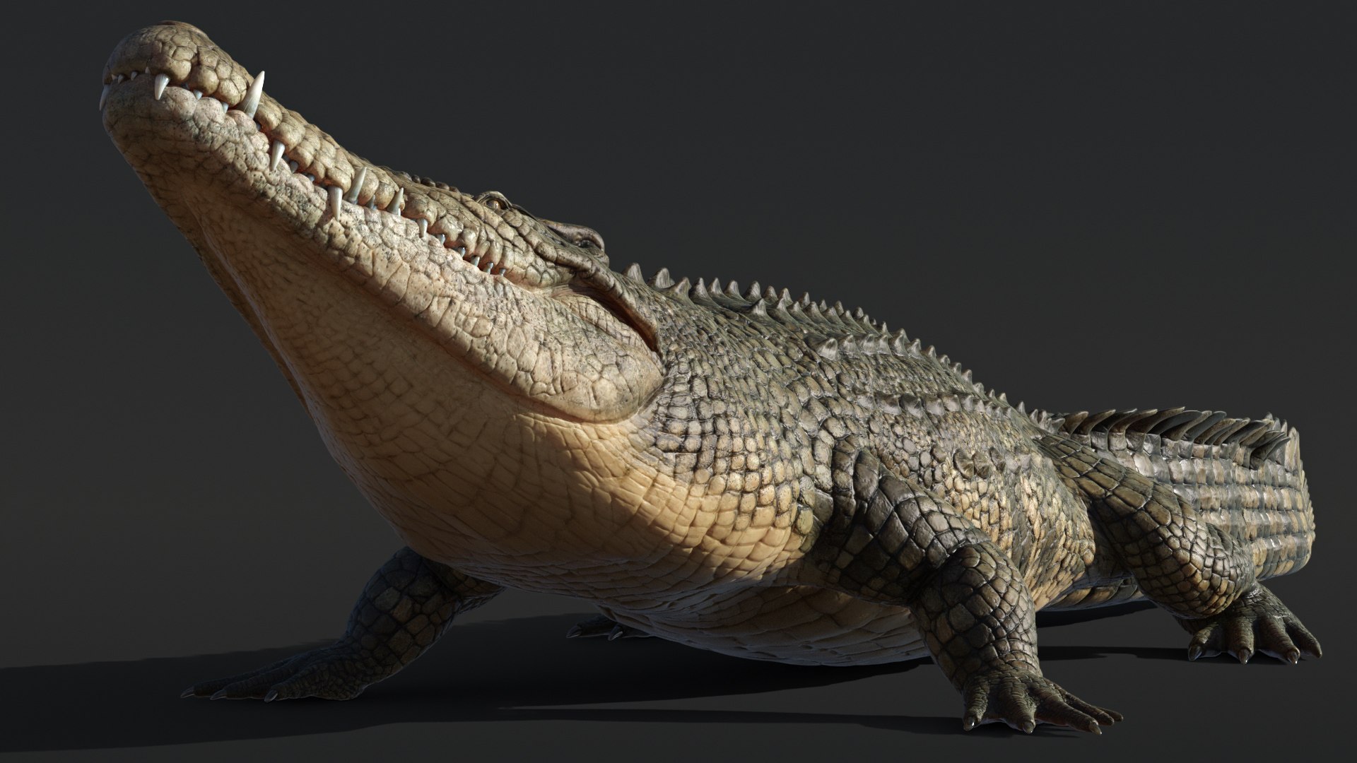 Saltwater Crocodile Animated model https://p.turbosquid.com/ts-thumb/SX/eY1LvM/Fy/crocodile_00582/jpg/1674221189/1920x1080/fit_q87/731f58c3484e54d40b0e600c22dd0ec7b2a1d03f/crocodile_00582.jpg