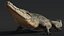 Saltwater Crocodile Animated