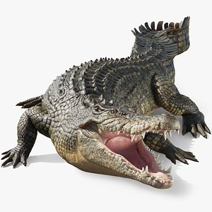 Saltwater Crocodile Animated model