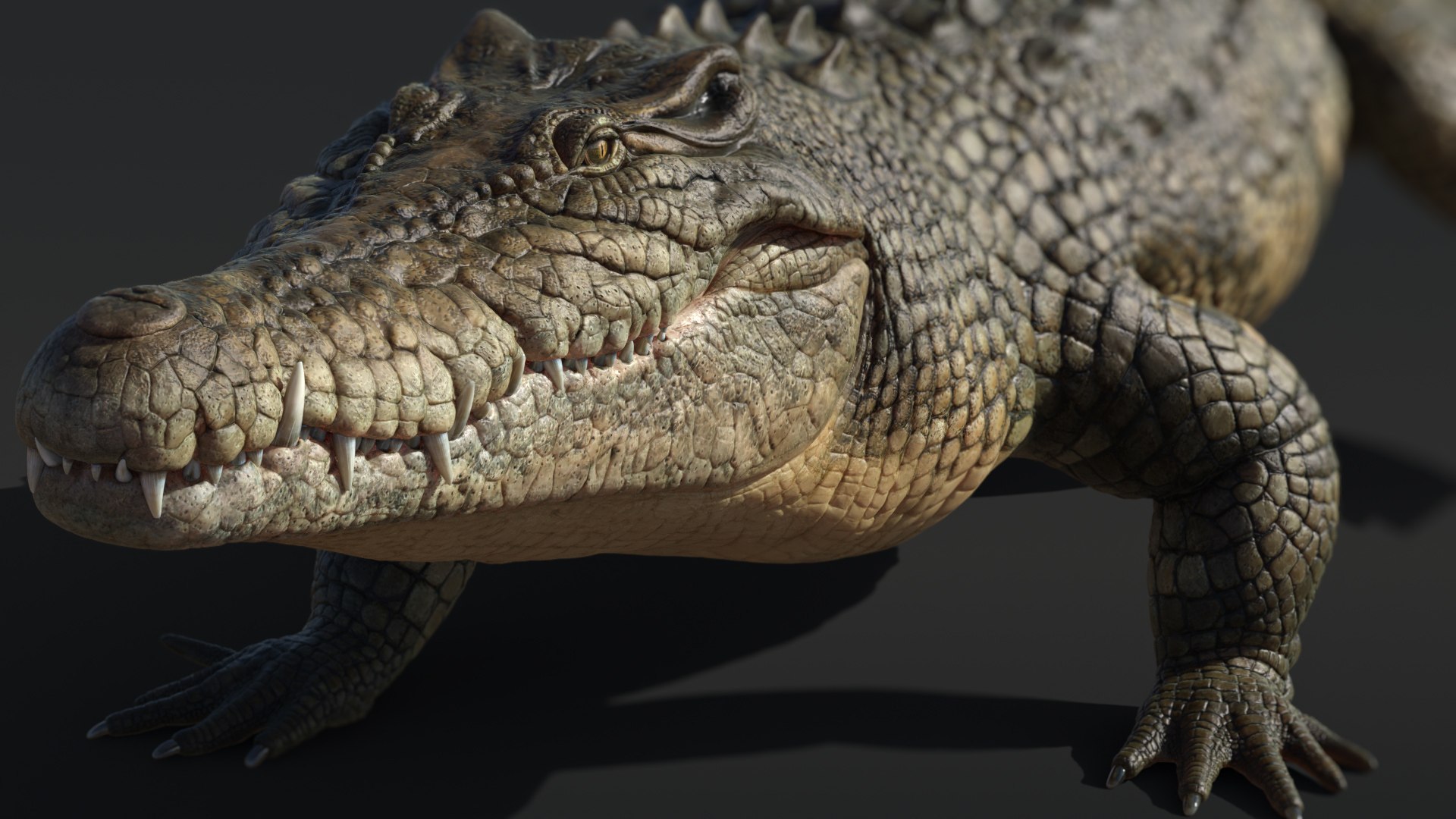 Saltwater Crocodile Animated Model - Turbosquid 2016649