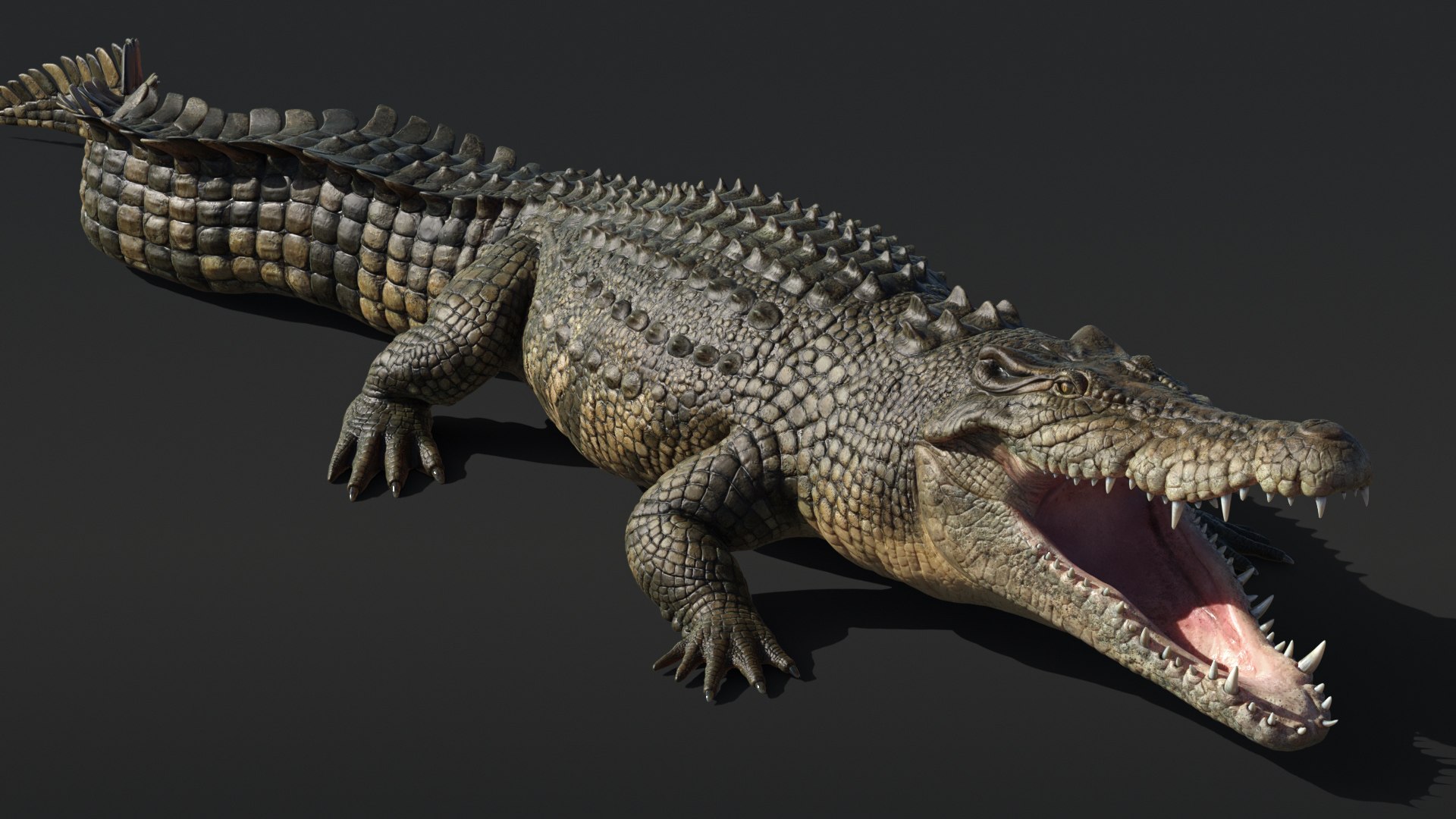 Saltwater Crocodile Animated model - TurboSquid 2016649