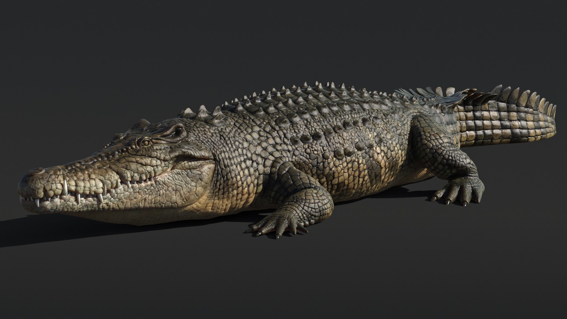 Saltwater Crocodile Animated model https://p.turbosquid.com/ts-thumb/SX/eY1LvM/OO/crocodile_00587/jpg/1674221190/1920x1080/fit_q87/475987281d2b92f11580e8d5f3ee0777f450f2a7/crocodile_00587.jpg