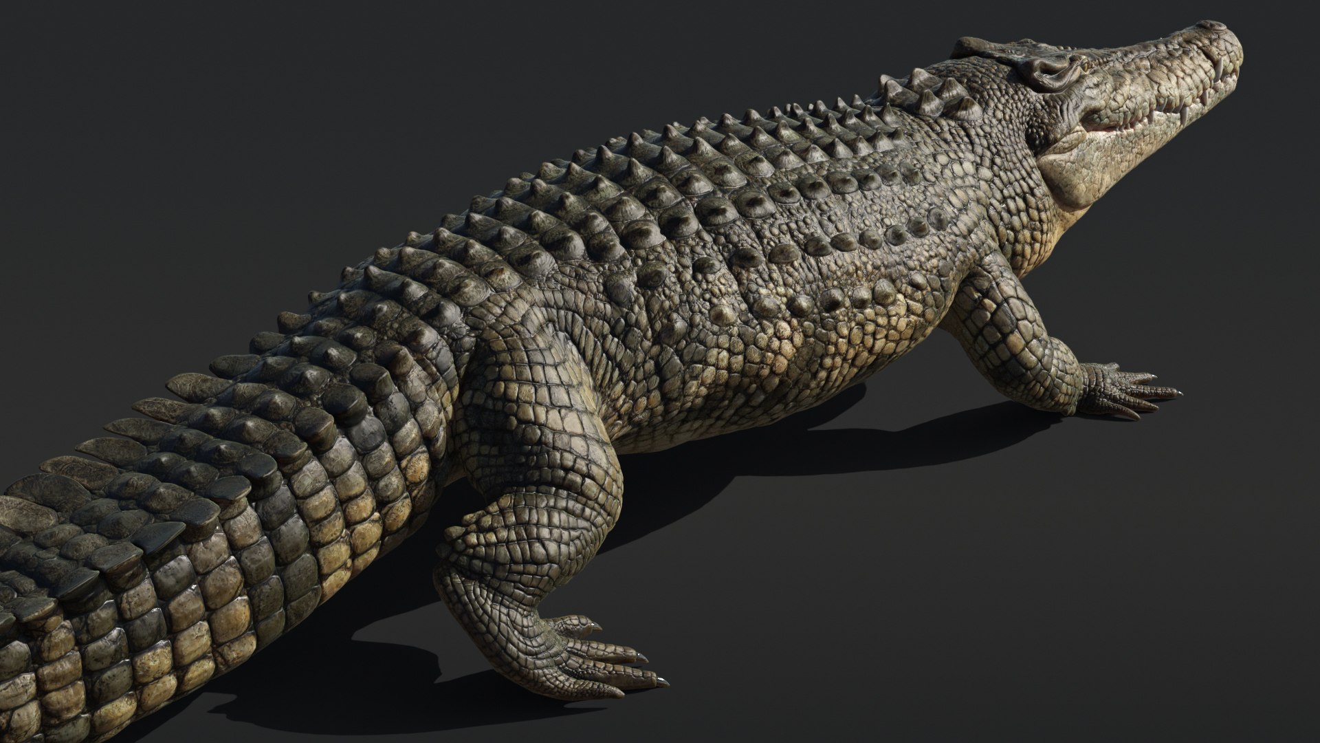 Saltwater Crocodile Animated model - TurboSquid 2016649