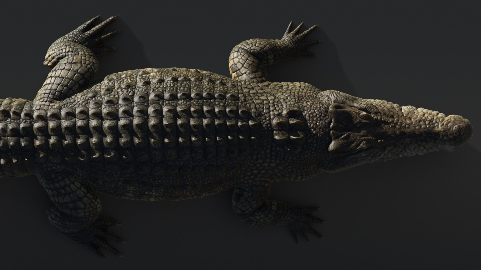 Saltwater Crocodile Animated model https://p.turbosquid.com/ts-thumb/SX/eY1LvM/QM/crocodile_00593/jpg/1674221195/1920x1080/fit_q87/ad30e37a3b5fc2398c4452ad6ea8ece5ba20660c/crocodile_00593.jpg