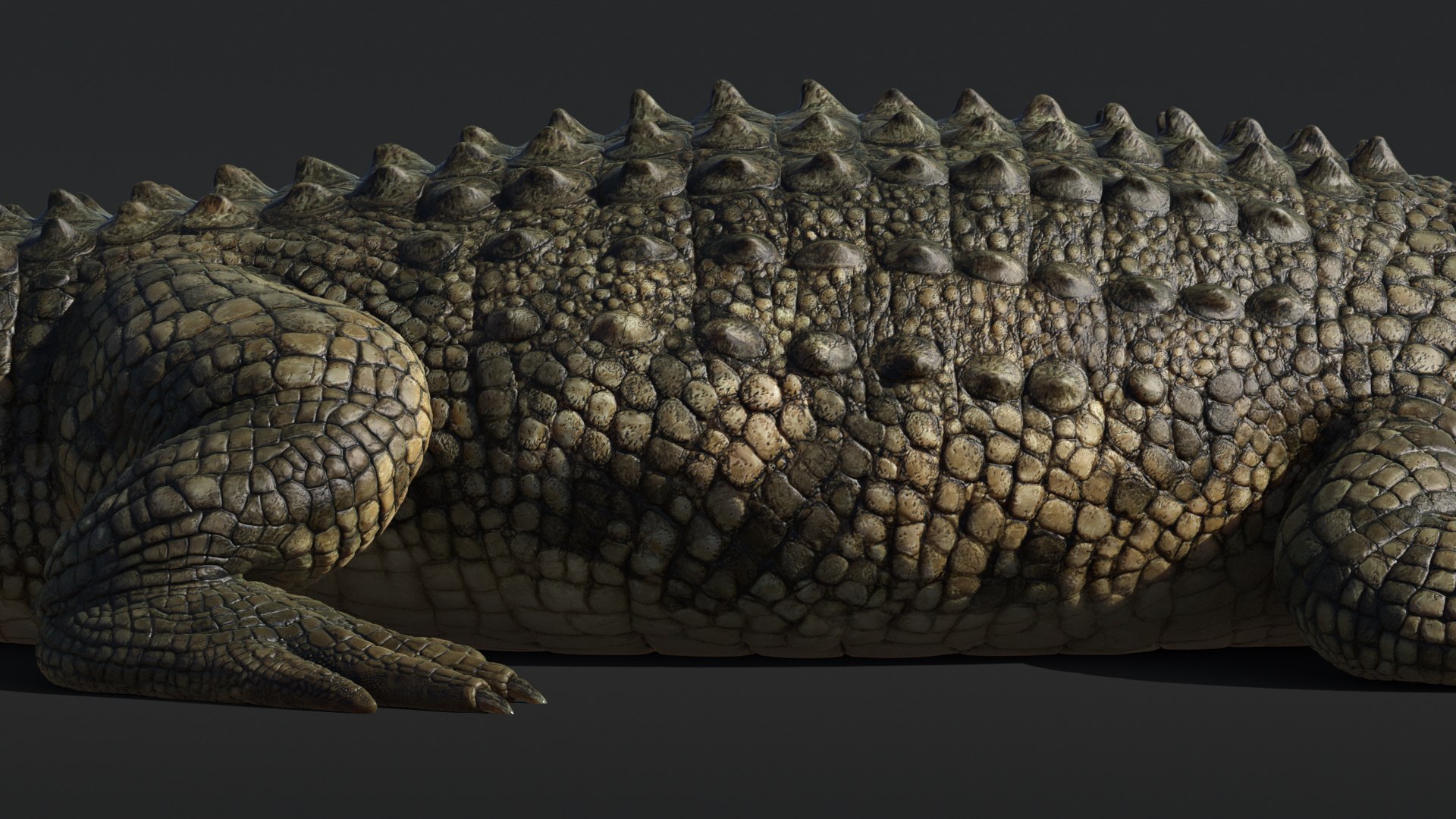 Saltwater Crocodile Animated model https://p.turbosquid.com/ts-thumb/SX/eY1LvM/Z7/crocodile_00591/jpg/1674221195/1920x1080/fit_q87/f106a2efea22703b8f8f33068476898eb5e6a721/crocodile_00591.jpg