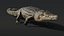 Saltwater Crocodile Animated