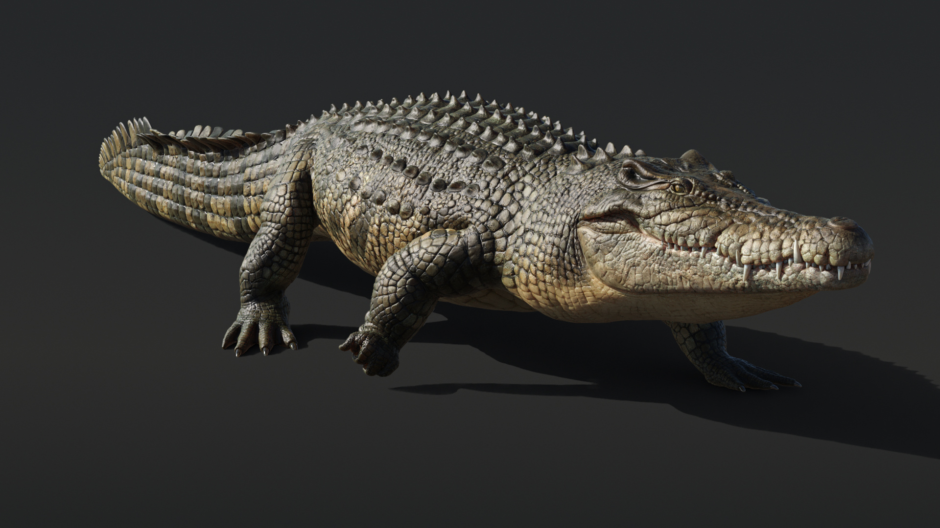 Saltwater Crocodile Animated model https://p.turbosquid.com/ts-thumb/SX/eY1LvM/ad/crocodile/jpg/1674221071/1920x1080/turn_fit_q99/57452b782d325c51298f4c6fd59413e6a7802432/crocodile-1.jpg