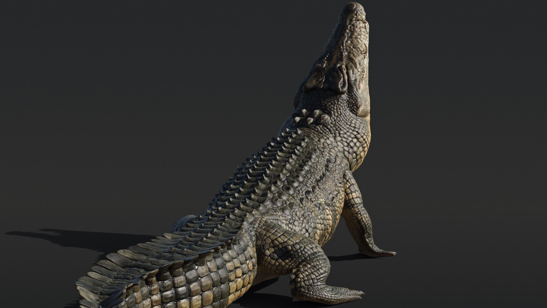 Saltwater Crocodile Animated model https://p.turbosquid.com/ts-thumb/SX/eY1LvM/cs/crocodile_00586/jpg/1674221190/1920x1080/fit_q87/83cab41188a0c96545adf7d9f597f35bcc0d4ca2/crocodile_00586.jpg