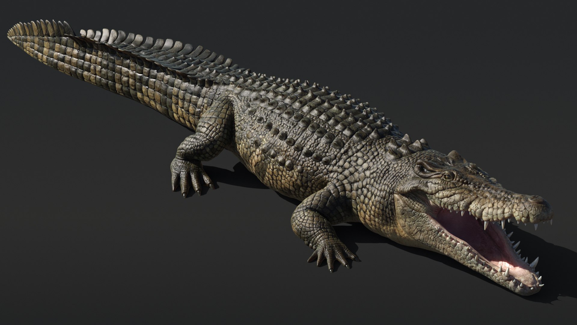 Saltwater Crocodile Animated model https://p.turbosquid.com/ts-thumb/SX/eY1LvM/dy/crocodile_00596/jpg/1674221196/1920x1080/fit_q87/81bed529977bd50042b0b223a4bae604995d97d3/crocodile_00596.jpg