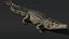 Saltwater Crocodile Animated
