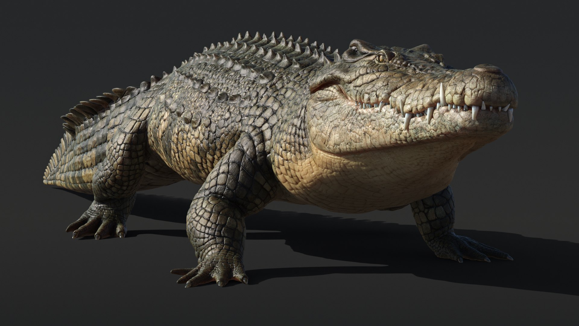 Saltwater Crocodile Animated model - TurboSquid 2016649