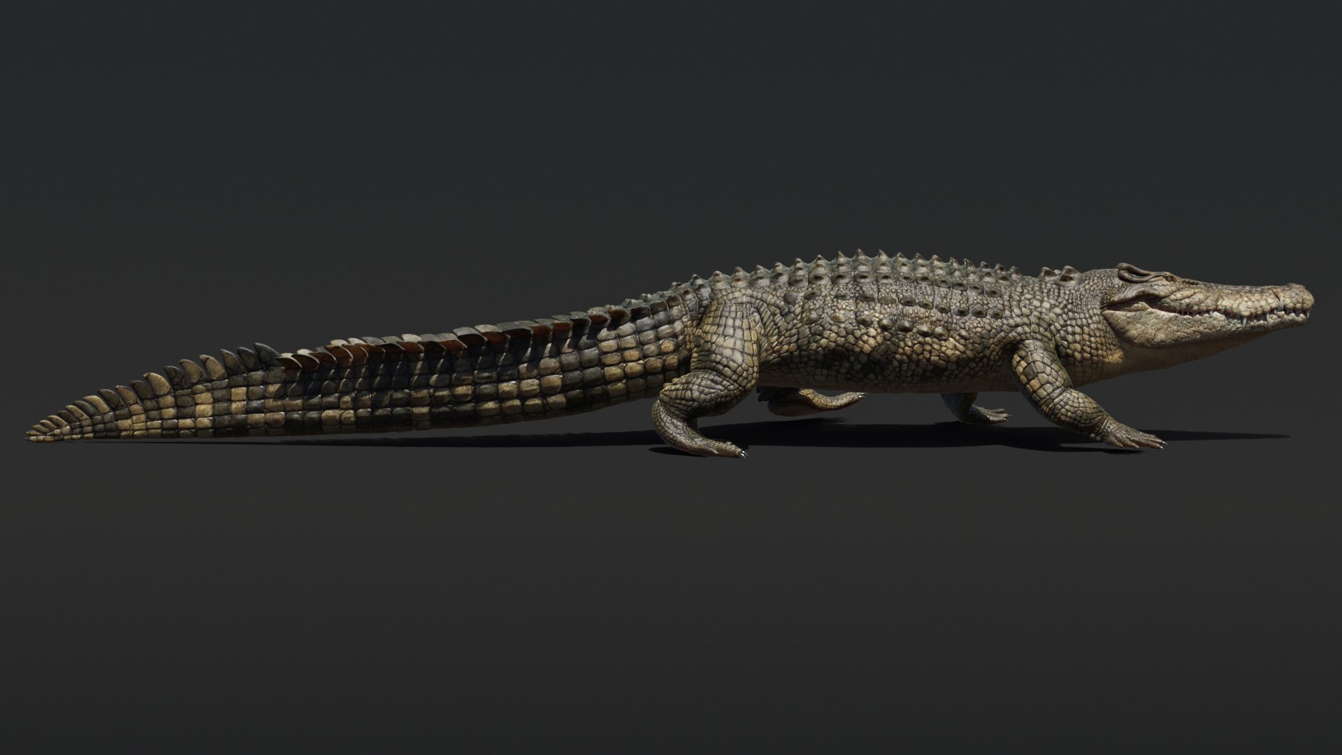 Saltwater Crocodile Animated model - TurboSquid 2016649