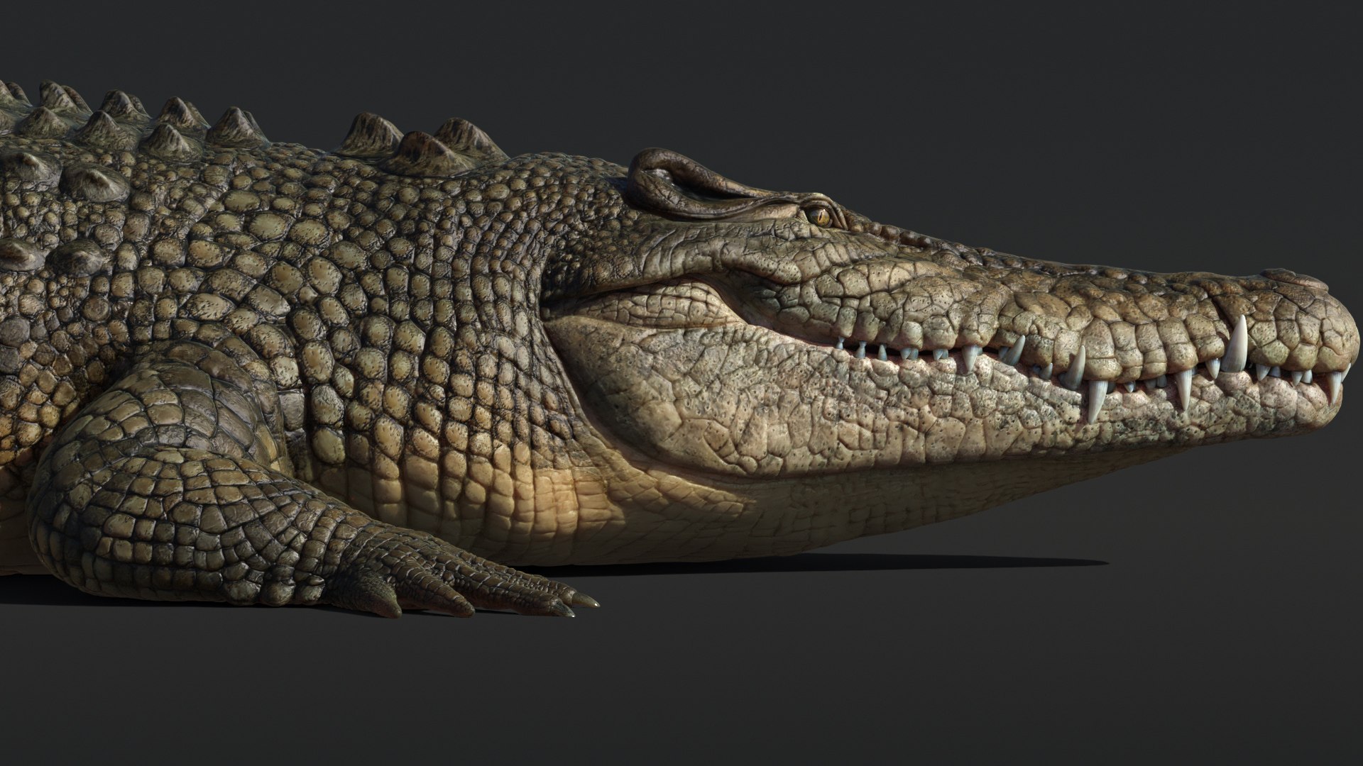 Saltwater Crocodile Animated model https://p.turbosquid.com/ts-thumb/SX/eY1LvM/mx/crocodile_00590/jpg/1674221193/1920x1080/fit_q87/bb408bc9a579ed326e34d9a584bf9e11152531af/crocodile_00590.jpg