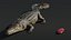 Saltwater Crocodile Animated