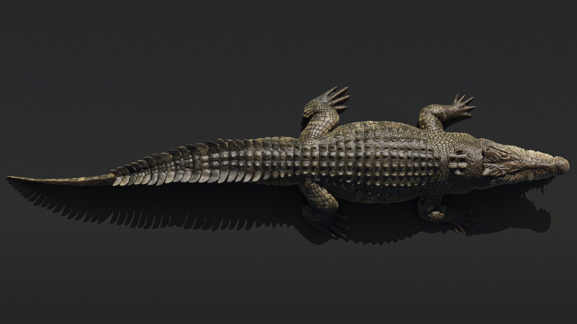Saltwater Crocodile Animated model https://p.turbosquid.com/ts-thumb/SX/eY1LvM/rS/crocodile_00592/jpg/1674221194/1920x1080/fit_q87/158ca3c83e8ab106a6653a63207be0dc9f908449/crocodile_00592.jpg