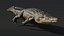 Saltwater Crocodile Animated