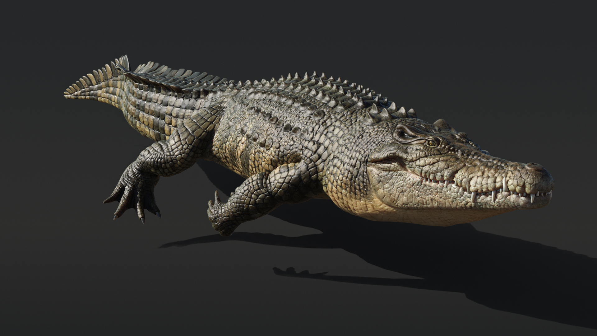 Saltwater Crocodile Animated model https://p.turbosquid.com/ts-thumb/SX/eY1LvM/vu/crocodile/jpg/1674220179/1920x1080/turn_fit_q99/8a6a509fdb47bb2e42bfece7ae928ced8c35b09d/crocodile-1.jpg