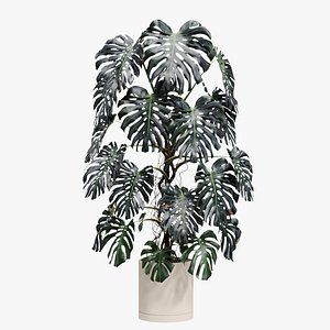 300cm Accurate high-poly Monstera Deliciosa in pot 3D model 3D model model
