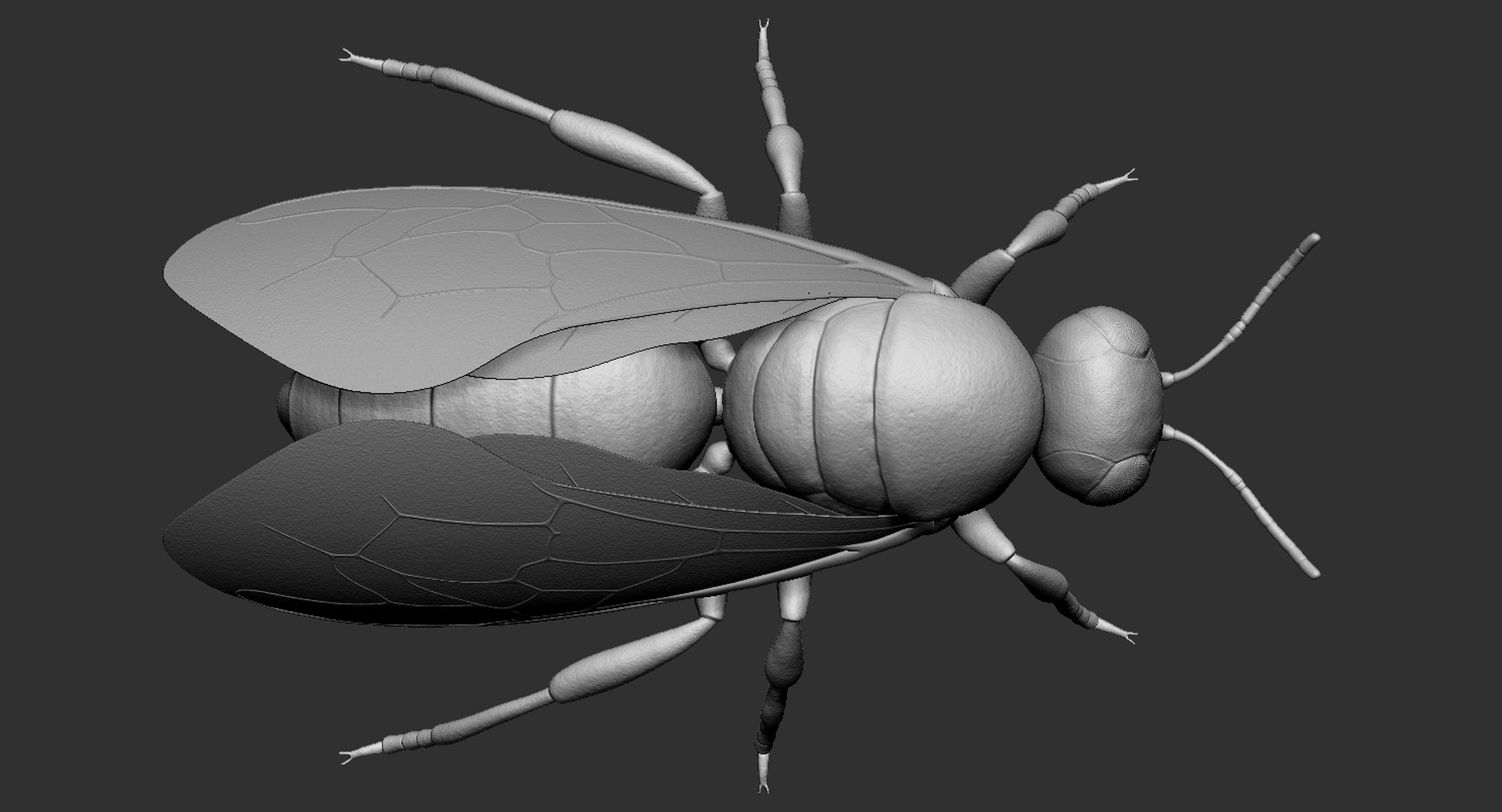 Honey Bee Insect Animal Creature 3D Model - TurboSquid 1414599
