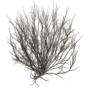 3D model Broom Snakeweed Bush - 02 -