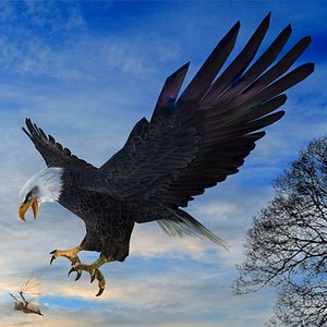Eagle Attack