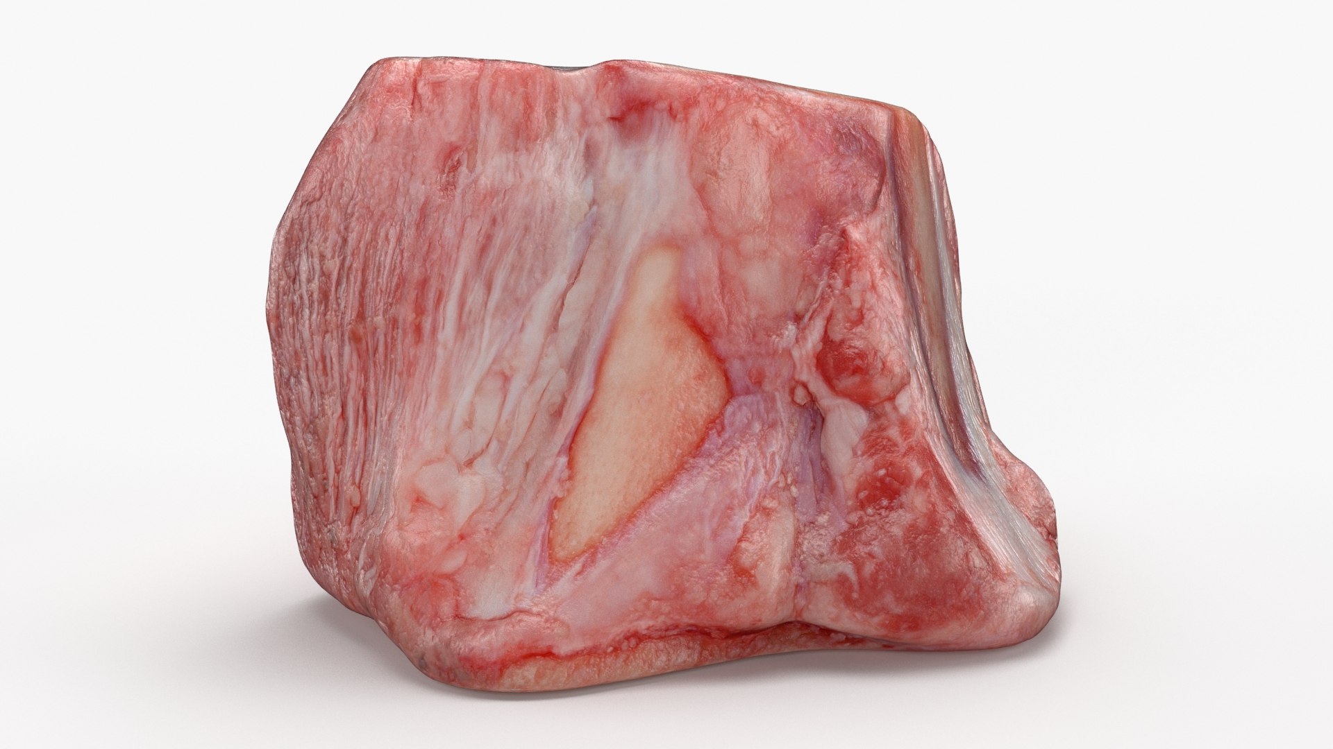 Marrow Bone 02 3D model https://p.turbosquid.com/ts-thumb/SX/nEwusc/2b/marrowbone02_b0009/jpg/1629652752/1920x1080/fit_q87/0b7db895c2f15aa3ef5810a2b7619ae106de319b/marrowbone02_b0009.jpg