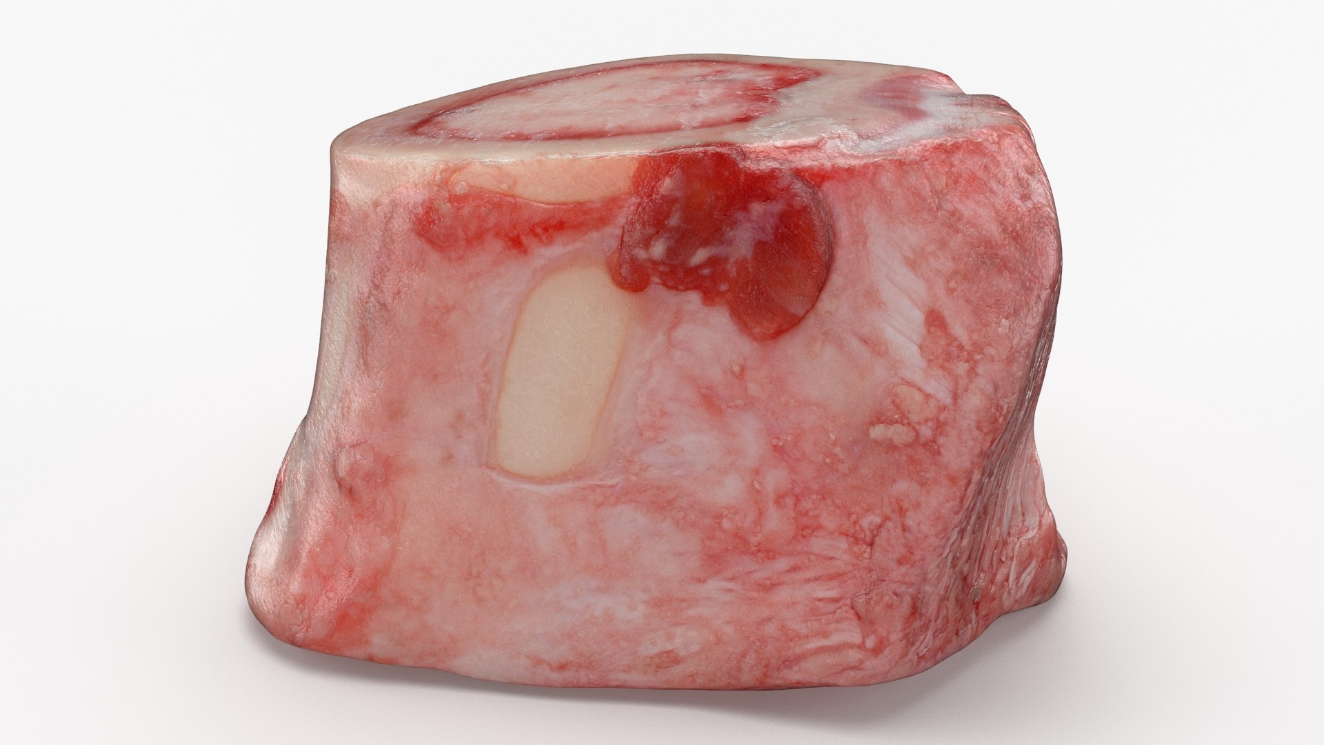 Marrow Bone 02 3D model https://p.turbosquid.com/ts-thumb/SX/nEwusc/TB/marrowbone02_b0018/jpg/1629652767/1920x1080/fit_q87/2e2d89c7dc493f7db16d61e681e411c999d18de9/marrowbone02_b0018.jpg