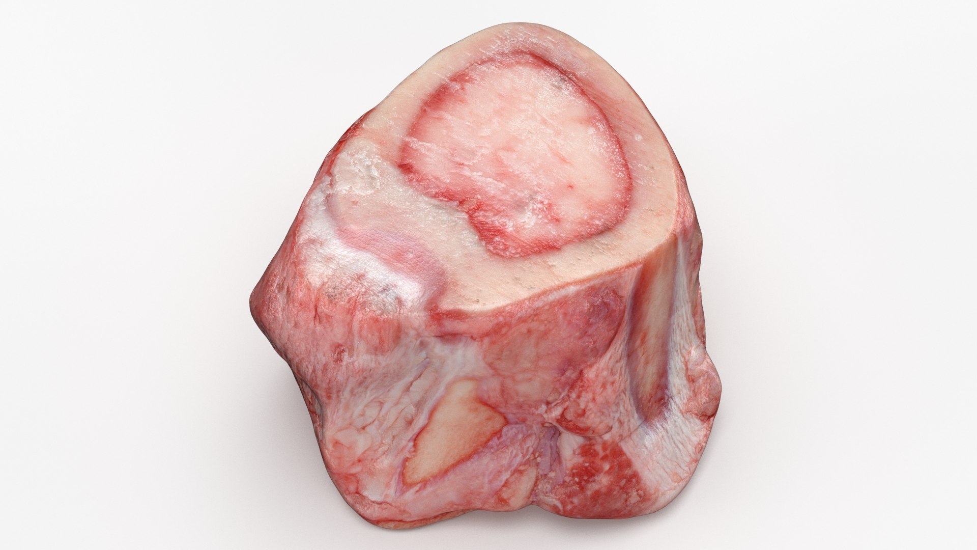 Marrow Bone 02 3D model https://p.turbosquid.com/ts-thumb/SX/nEwusc/Tm/marrowbone02_b0006/jpg/1629652723/1920x1080/fit_q87/117c17f5bc53ecc28c29b6fe652193efd77d2a37/marrowbone02_b0006.jpg