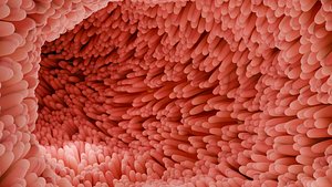 Intestinal villi