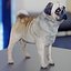 귀여운 pug (vray + corona)