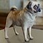 귀여운 pug (vray + corona)