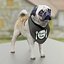 귀여운 pug (vray + corona)