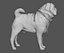 귀여운 pug (vray + corona)