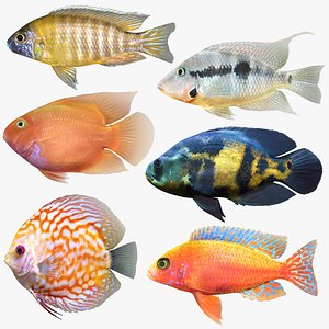 Cichlids Fish Collection