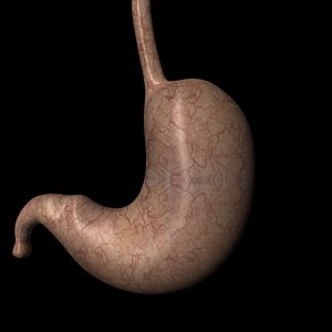 stomach organ internal obj