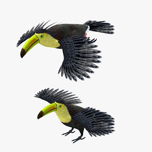 Toucan Bird Rigged