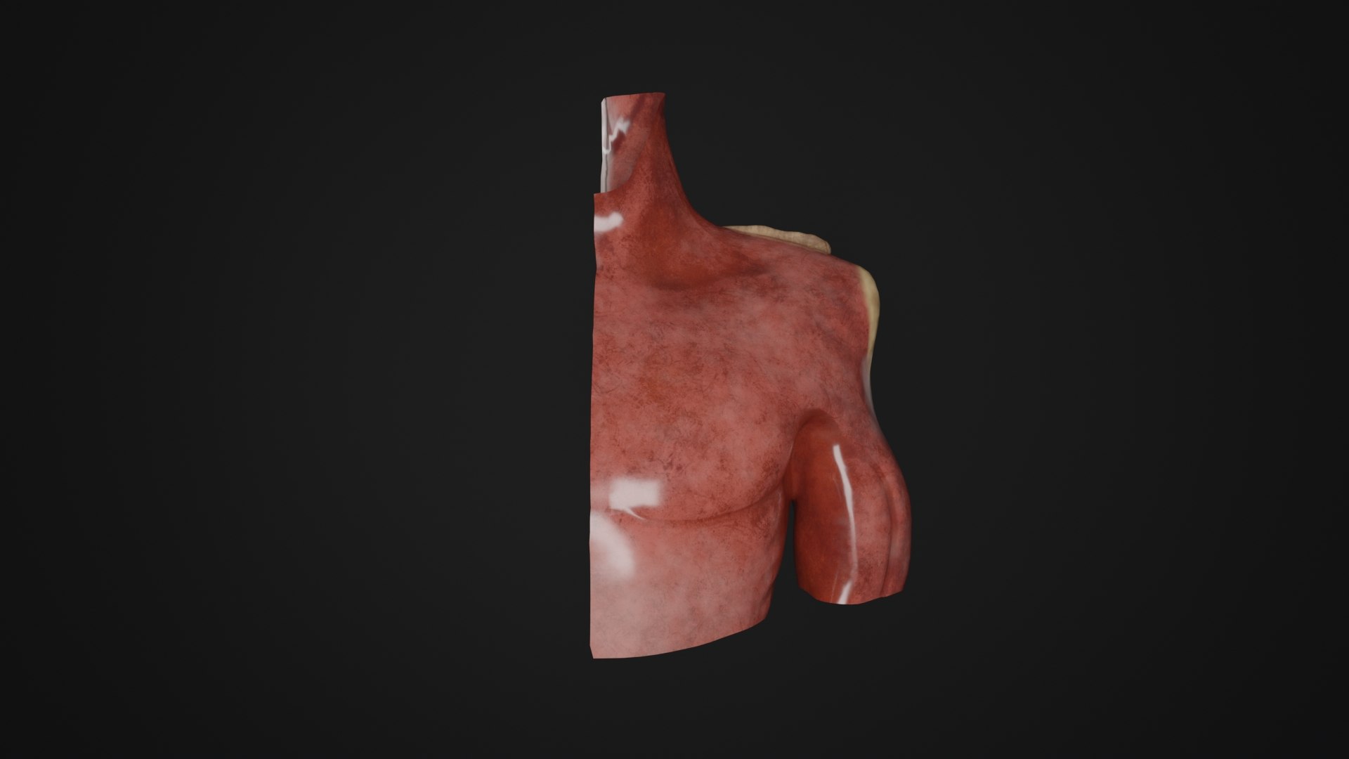 3D Human Anatomy-Muscular System-Upper Limb Superior Deep View ...