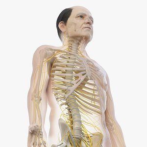 3D skin elder male skeleton model