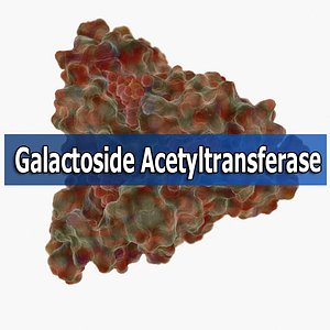 Galactoside acetyltransferase
