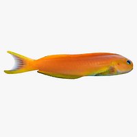 Midas Blenny