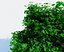 Realistic Tree